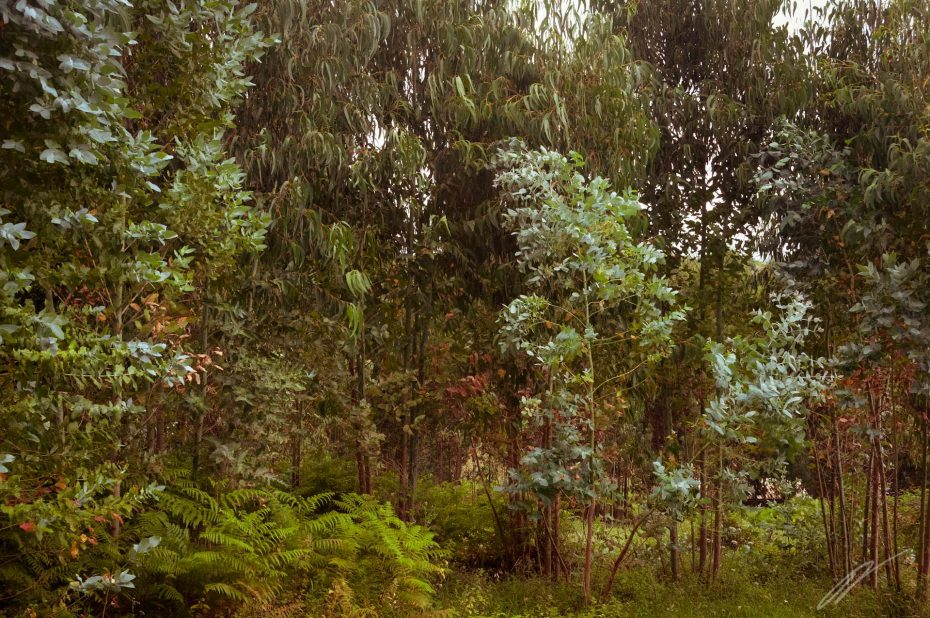 Eukalyptusbäume